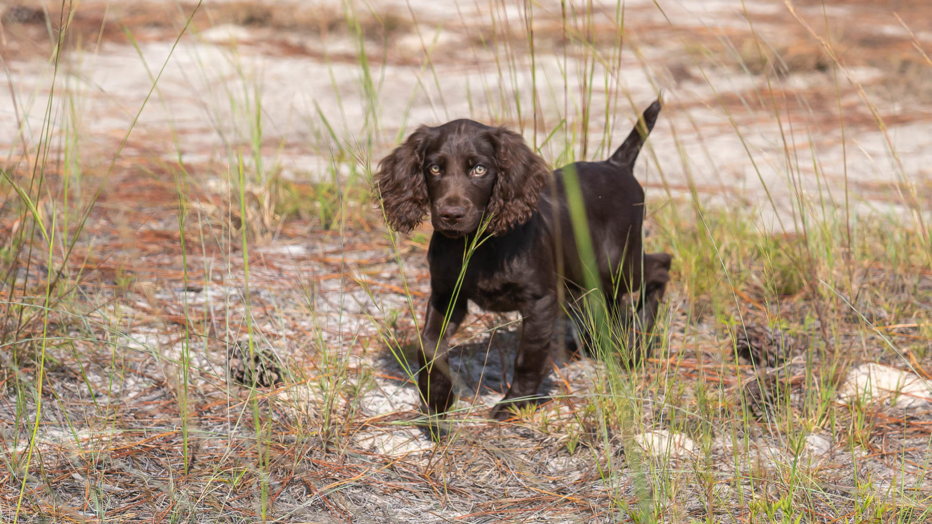 Gun Dog Puppies (Pocotaligo Kennel LLC)
