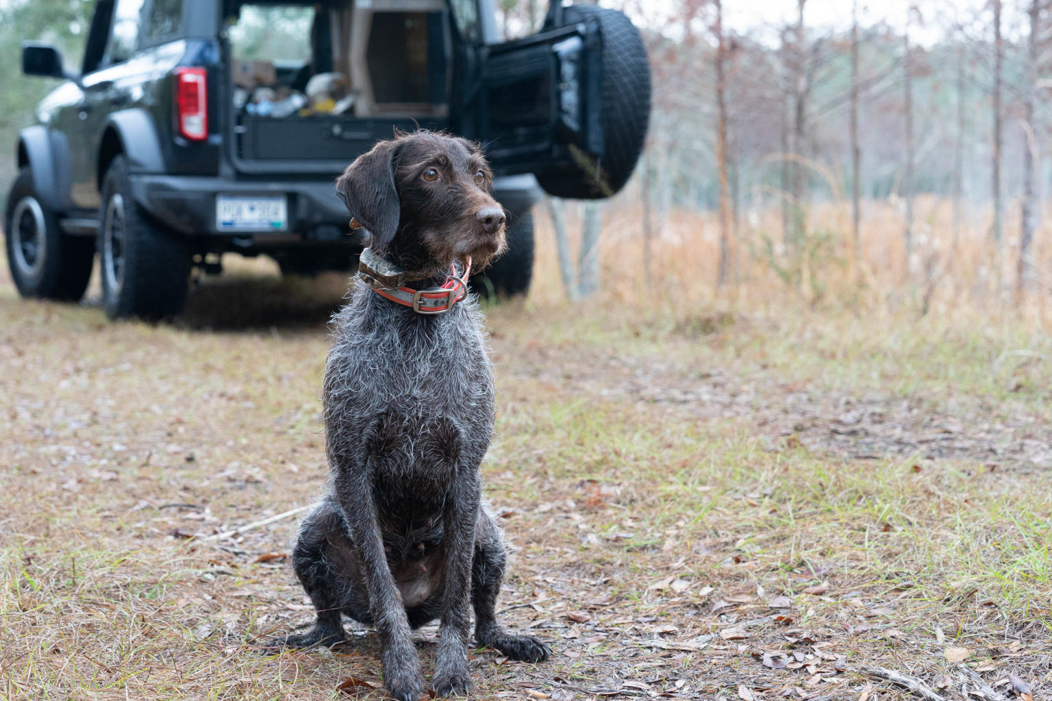 Retriever Dogs