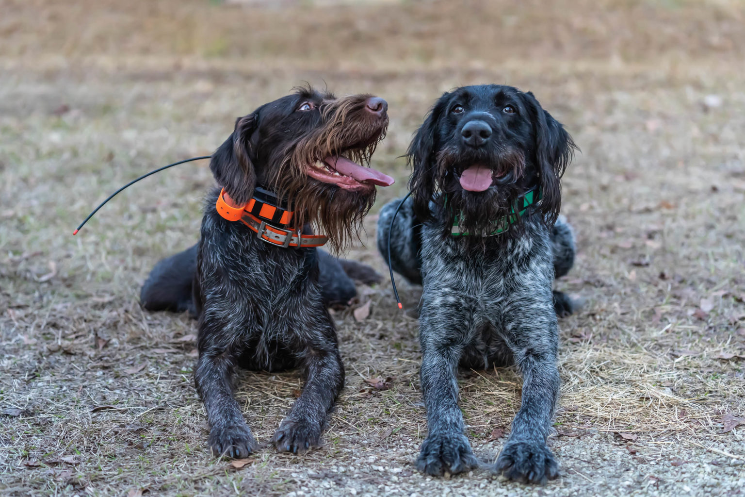 Retriever Dogs