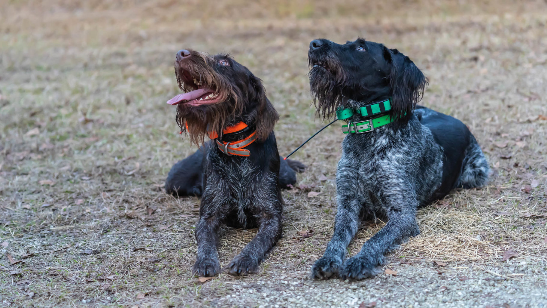 Retriever Dogs