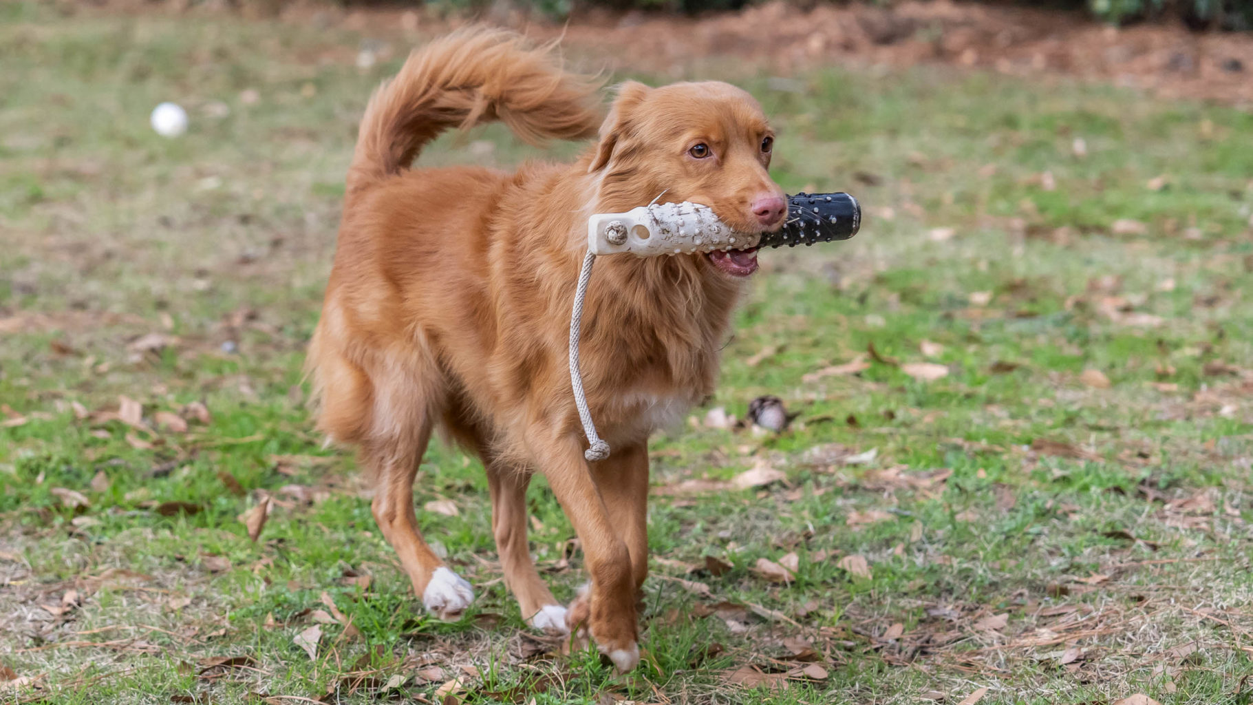 Retriever Dogs