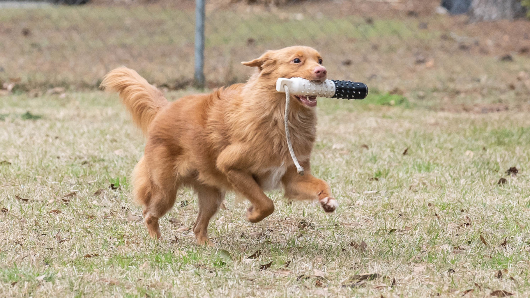 Retriever Dogs