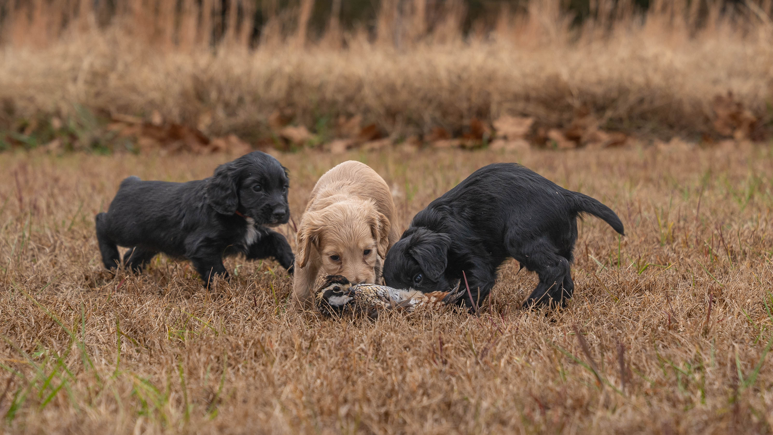 gun dog puppies