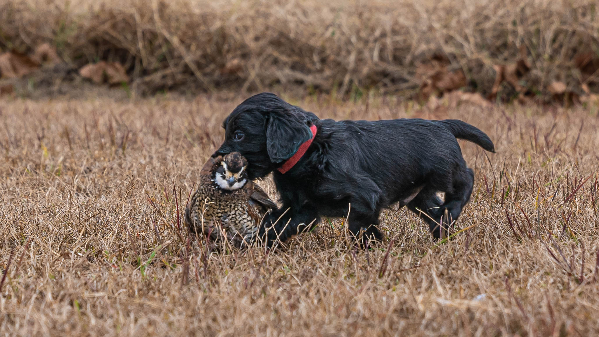 gun dog puppies