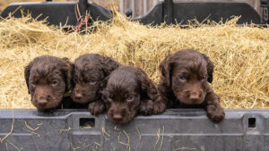 gundog puppies