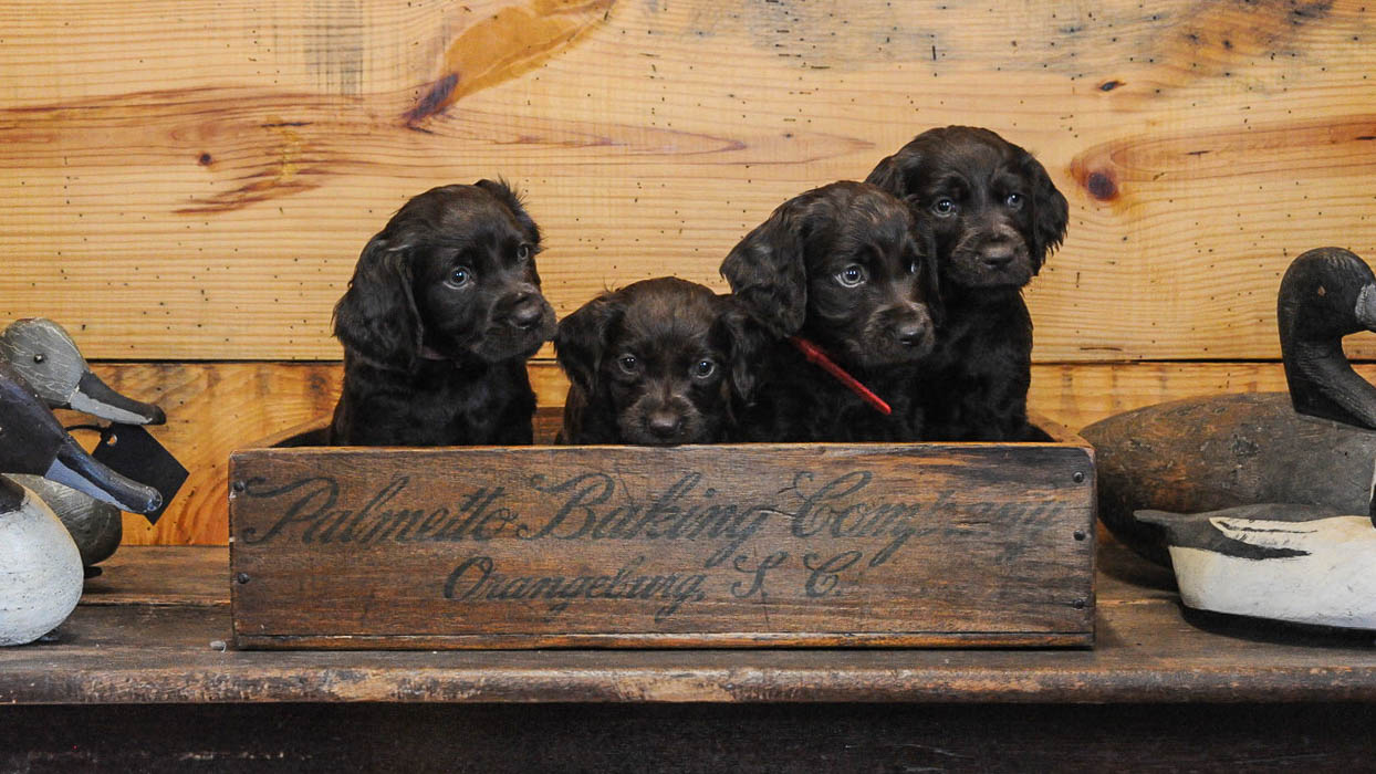 unique boykin spaniel poster