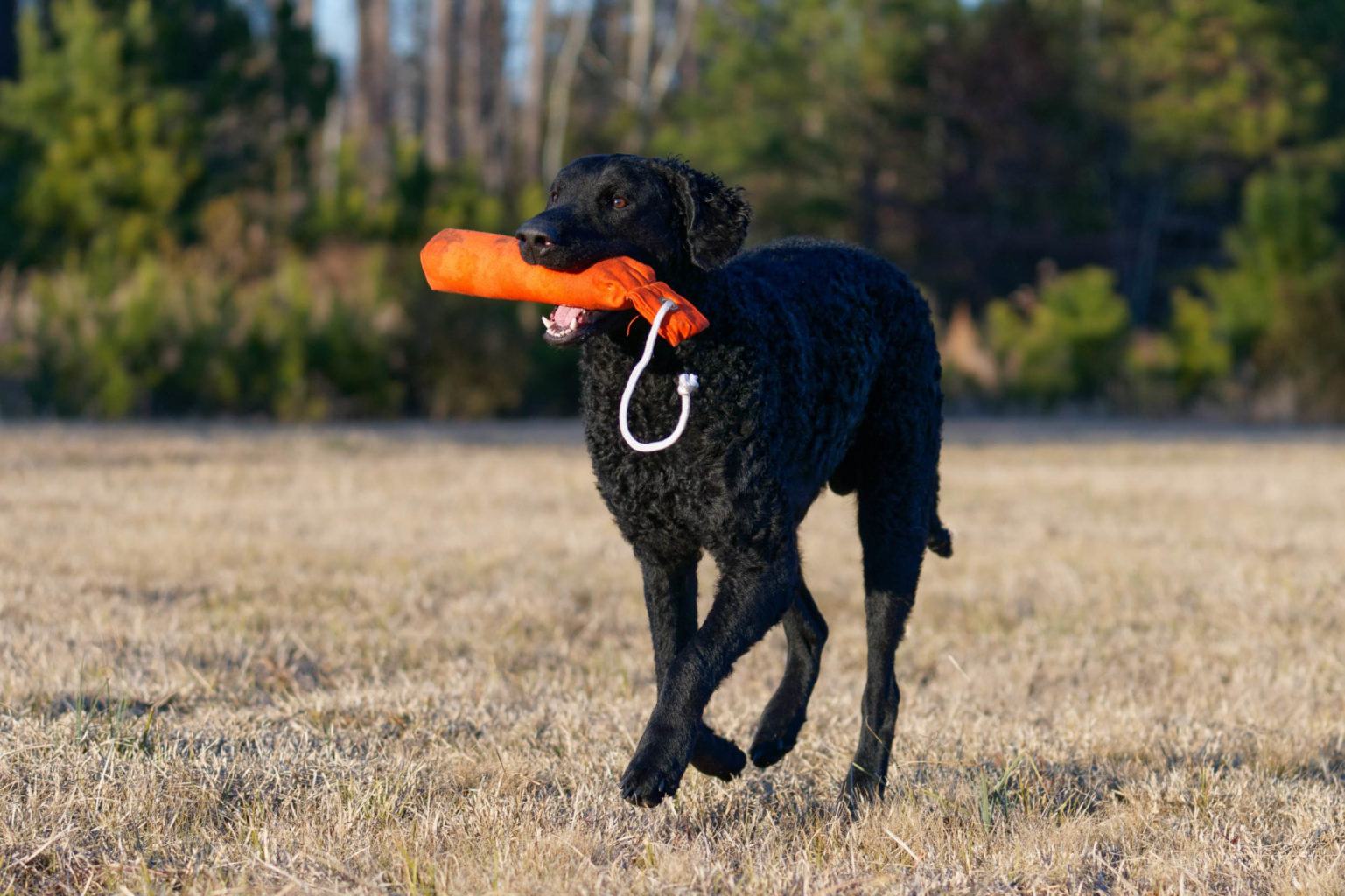 Retriever Dogs