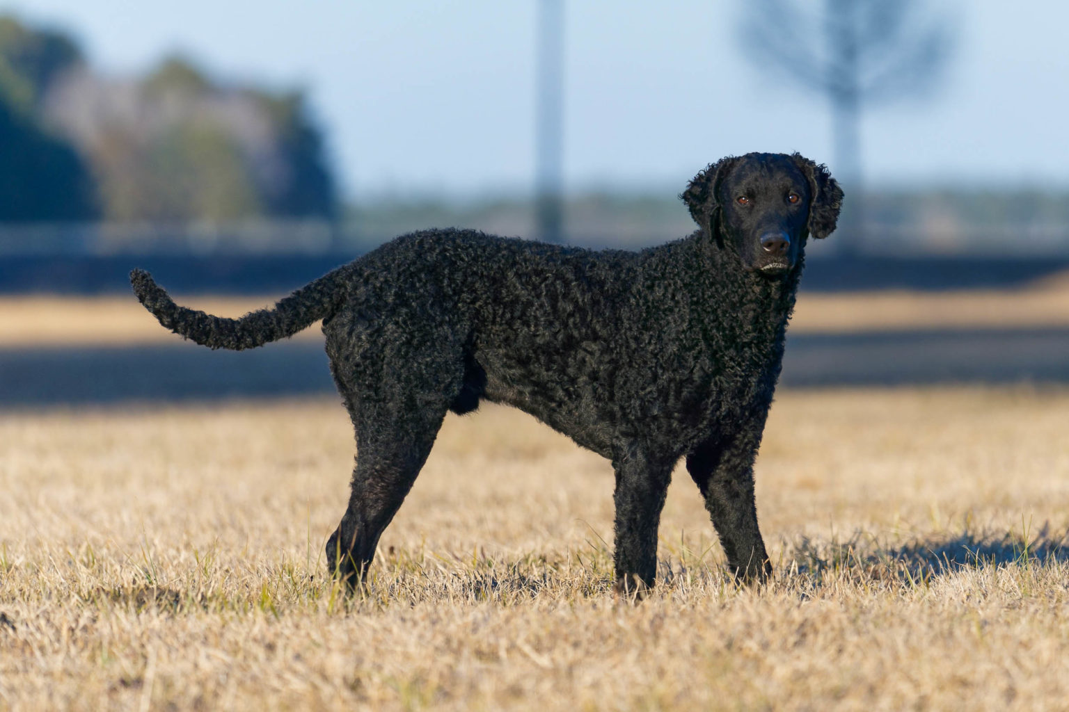 Retriever Dogs