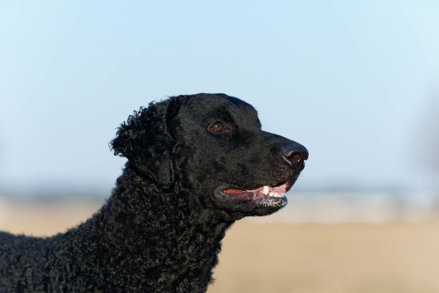 Retriever Dogs