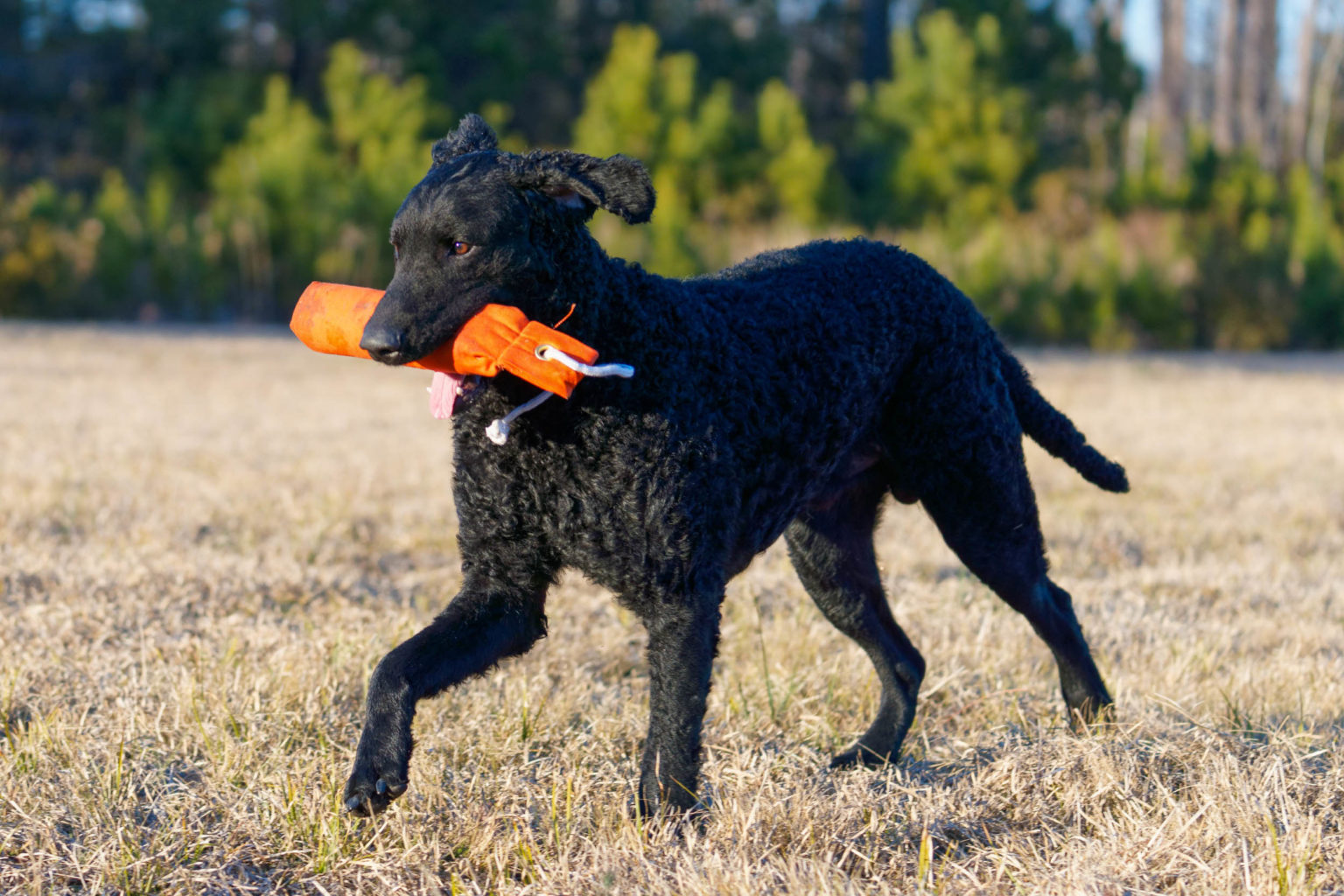 Retriever Dogs
