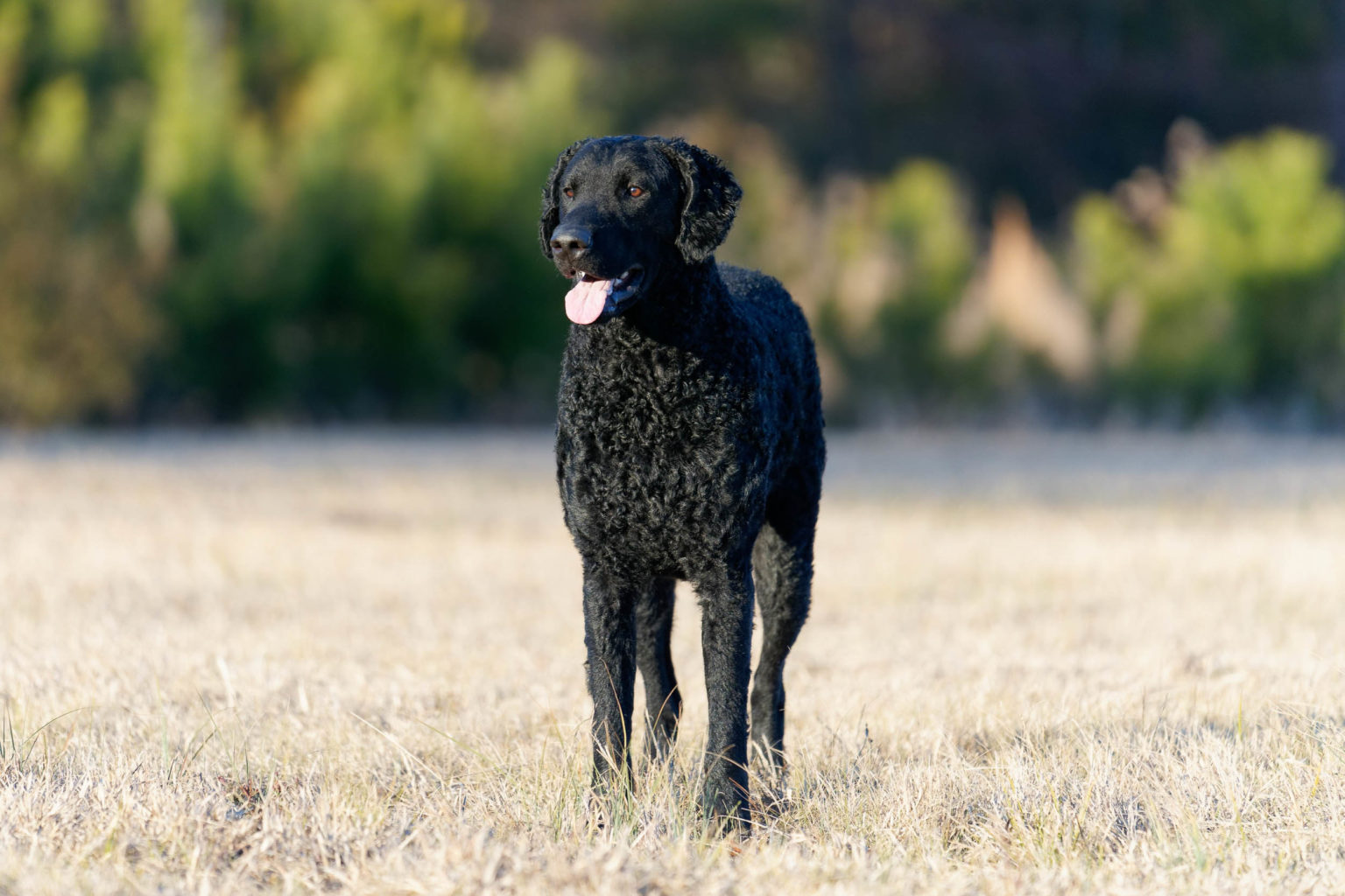 Retriever Dogs