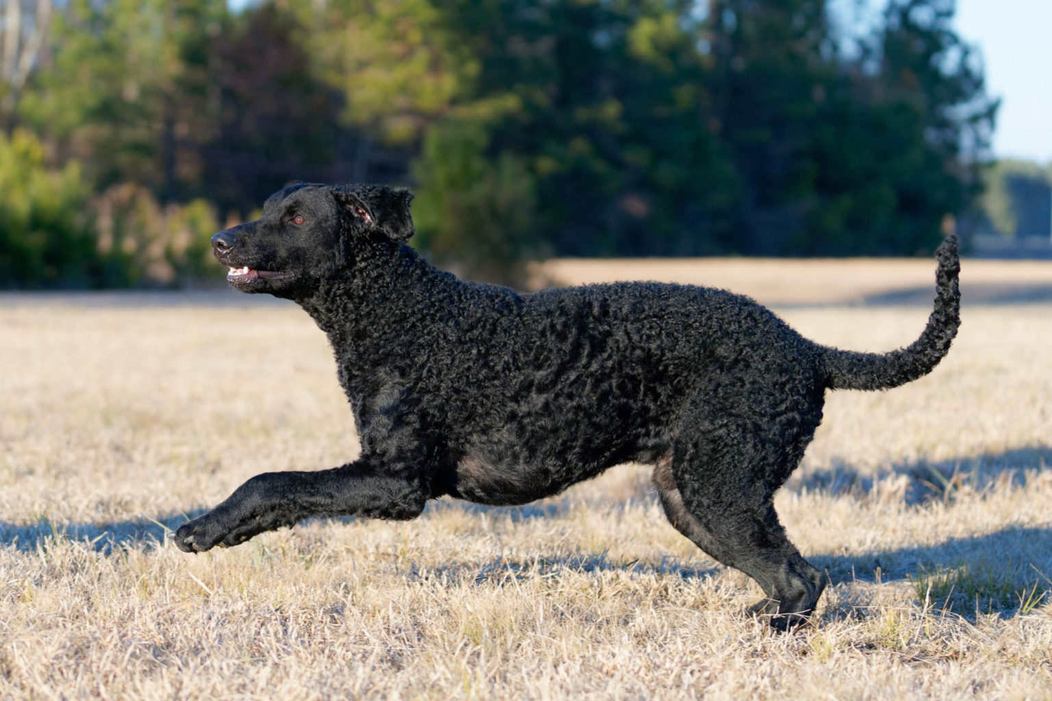 Retriever Dogs