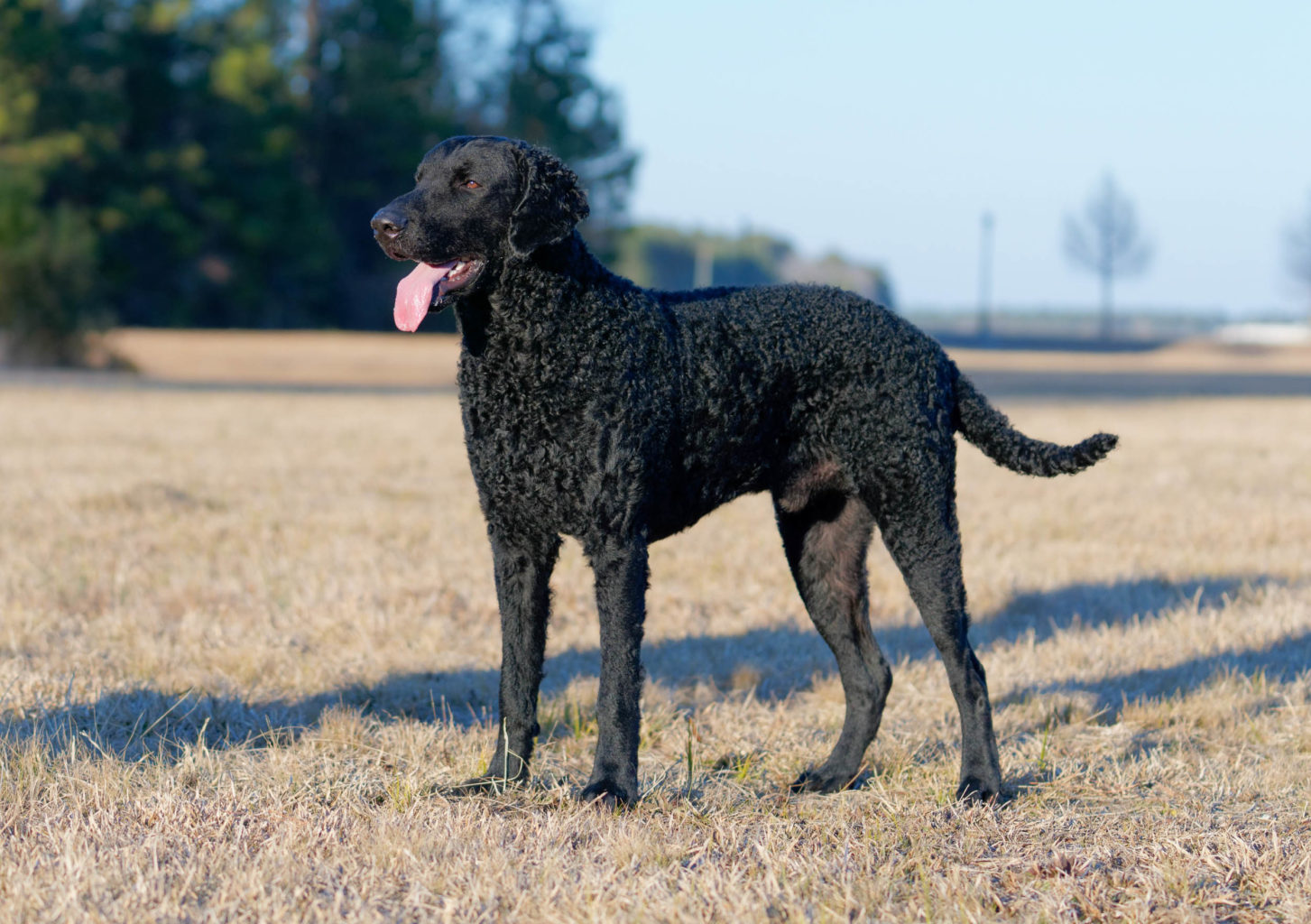 Retriever Dogs
