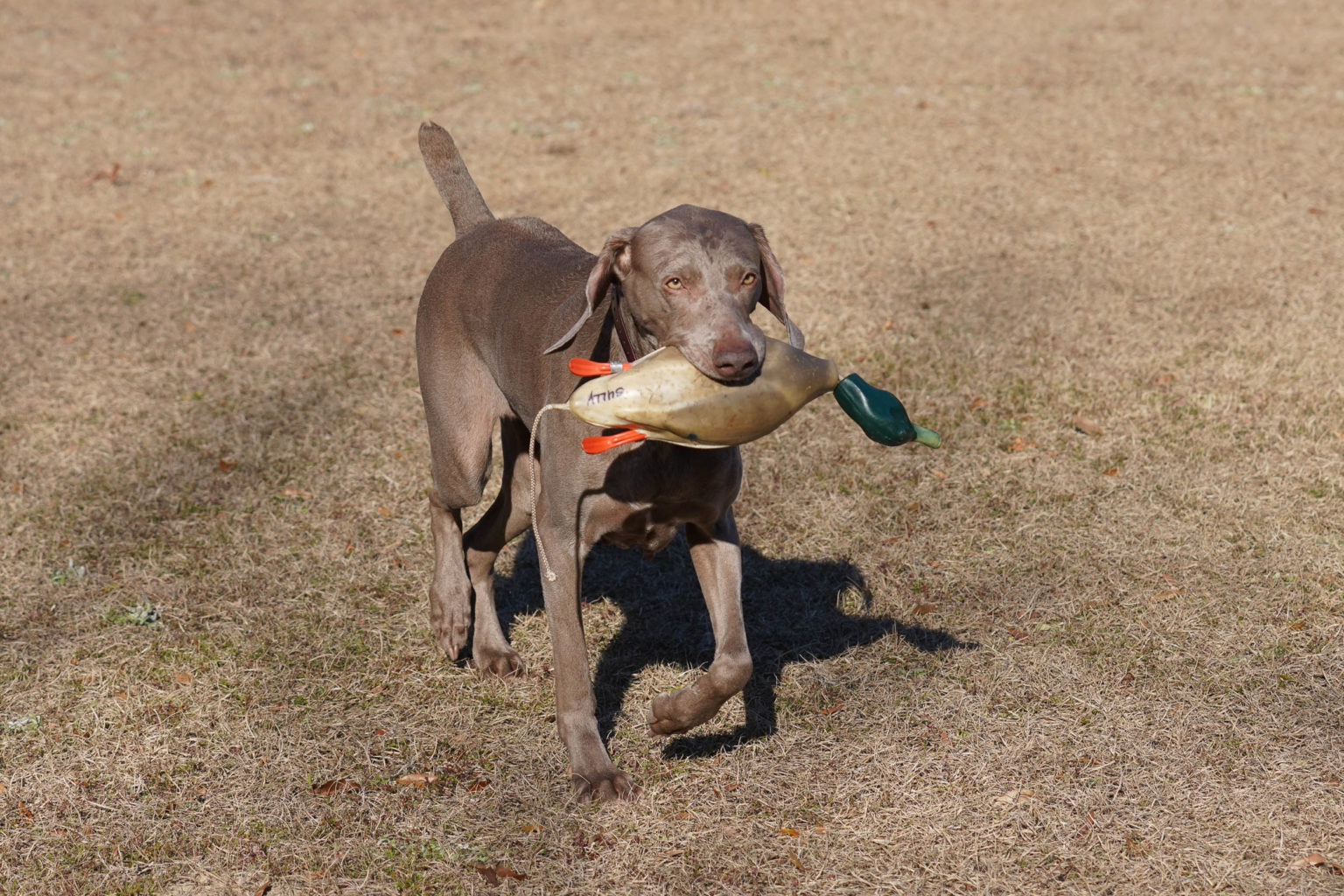 Retriever Dogs