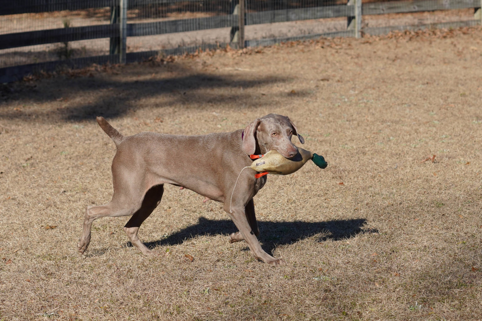 Retriever Dogs