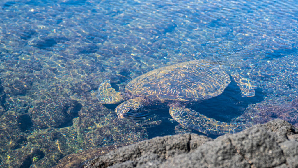 Big Island of Hawaii