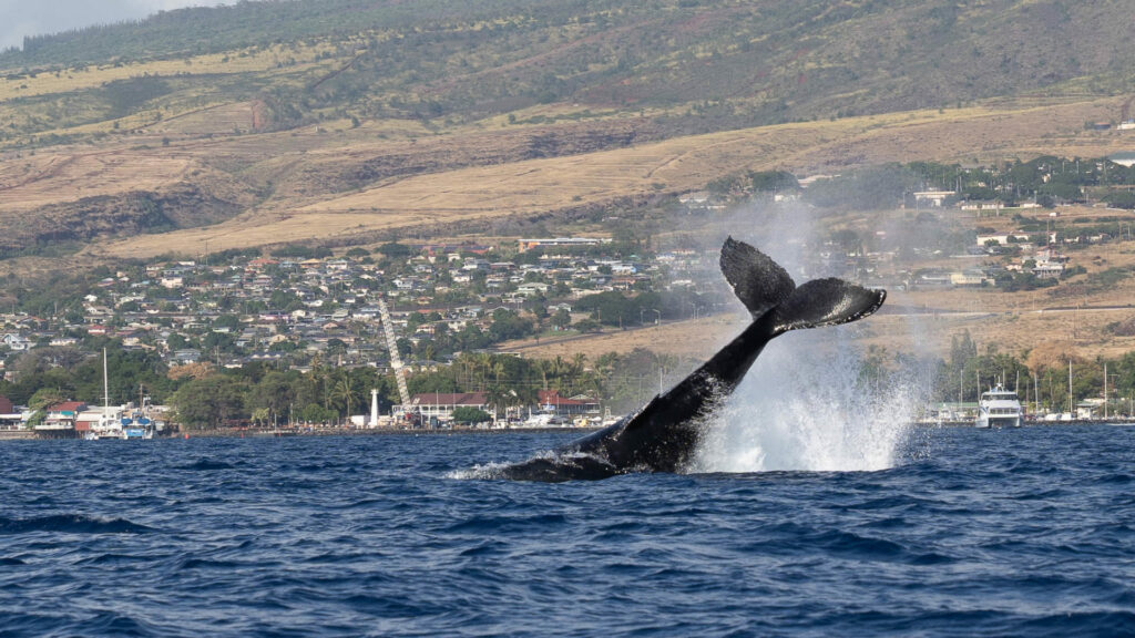 Beautiful Things About Hawaii