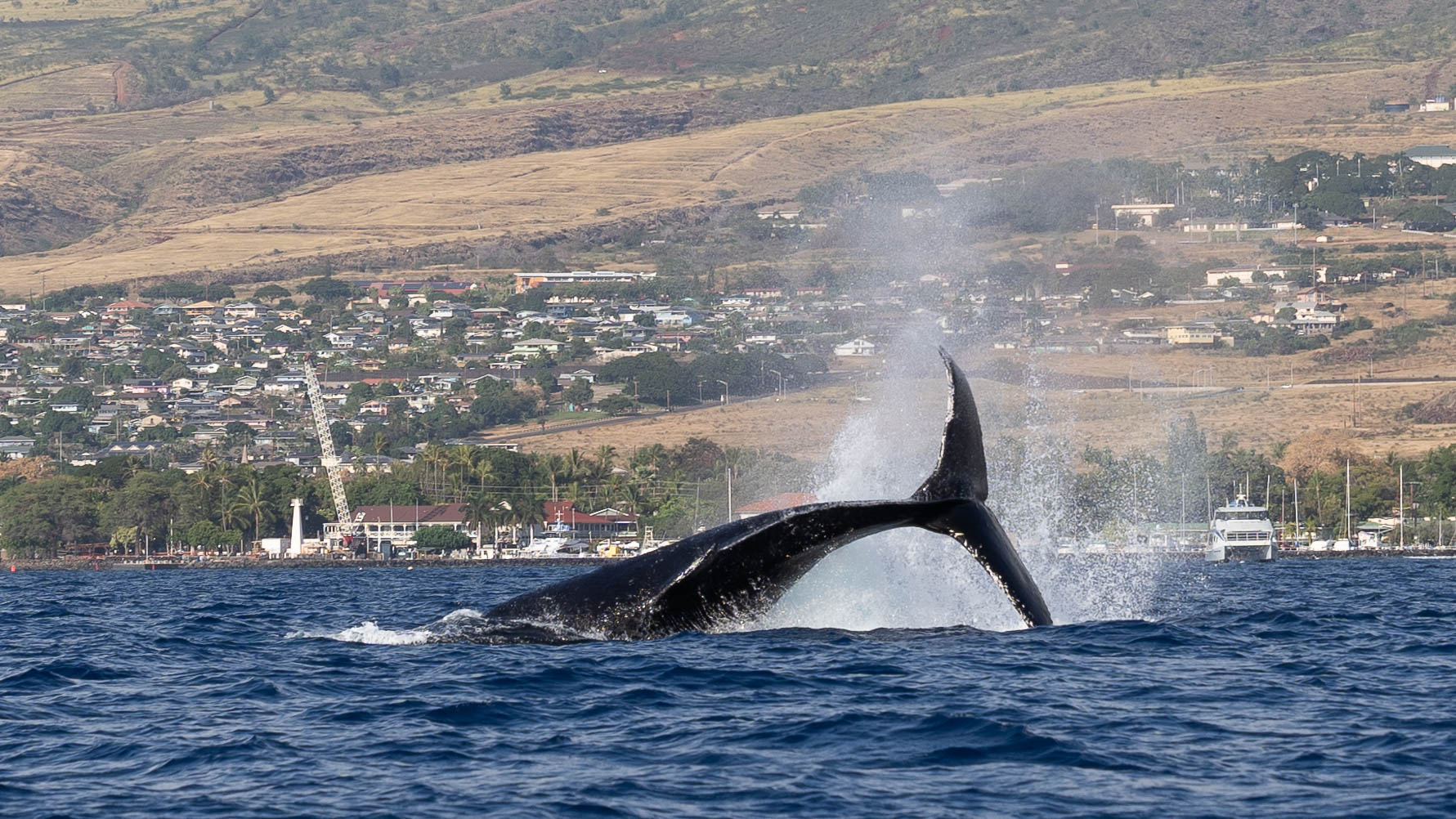 Beautiful Things About Hawaii