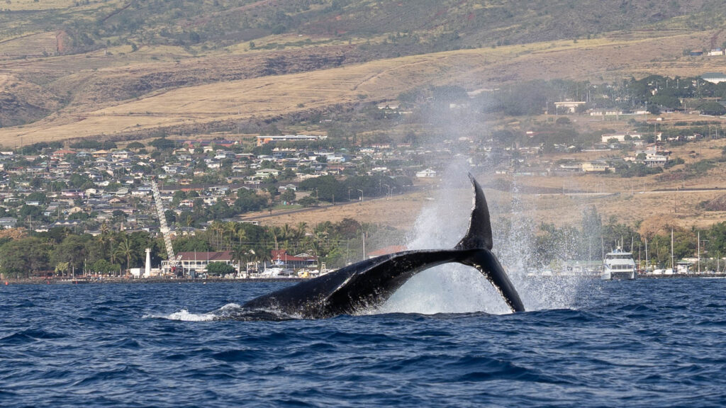 Beautiful Things About Hawaii