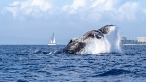 humpback whale