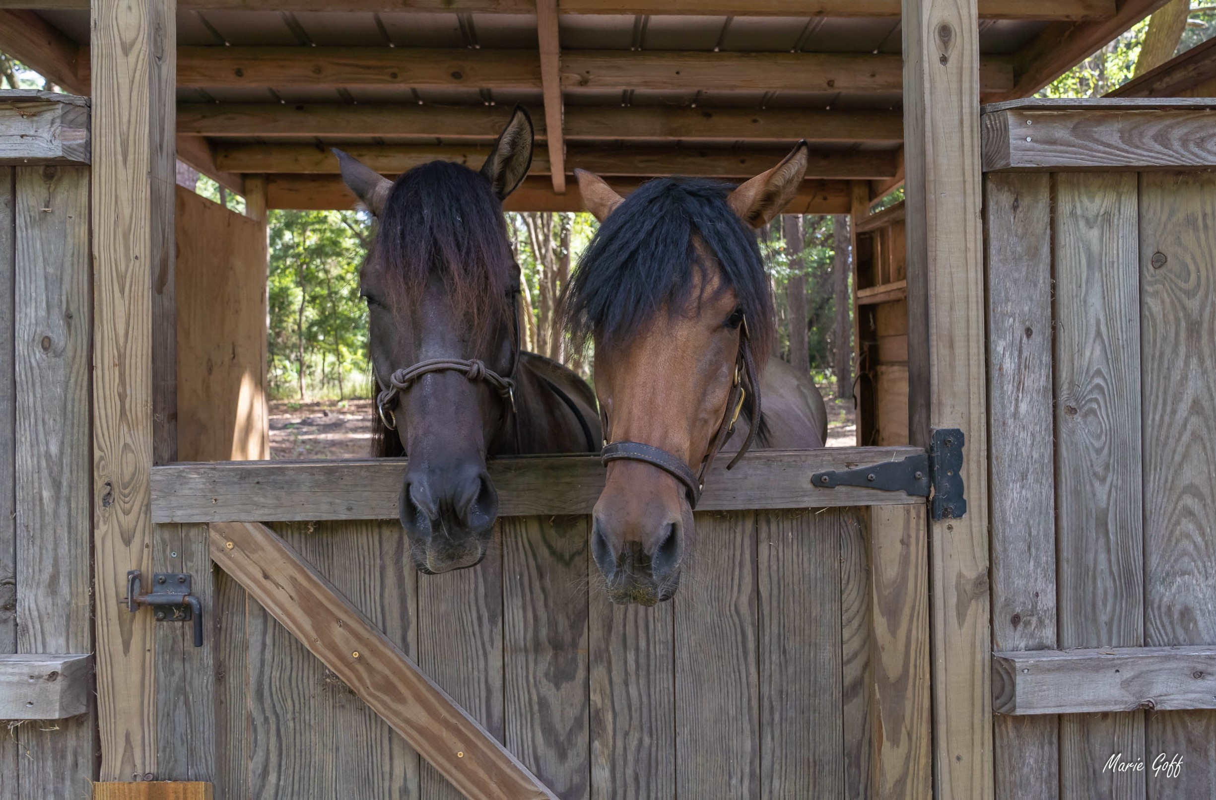 Marsh Tacky horses