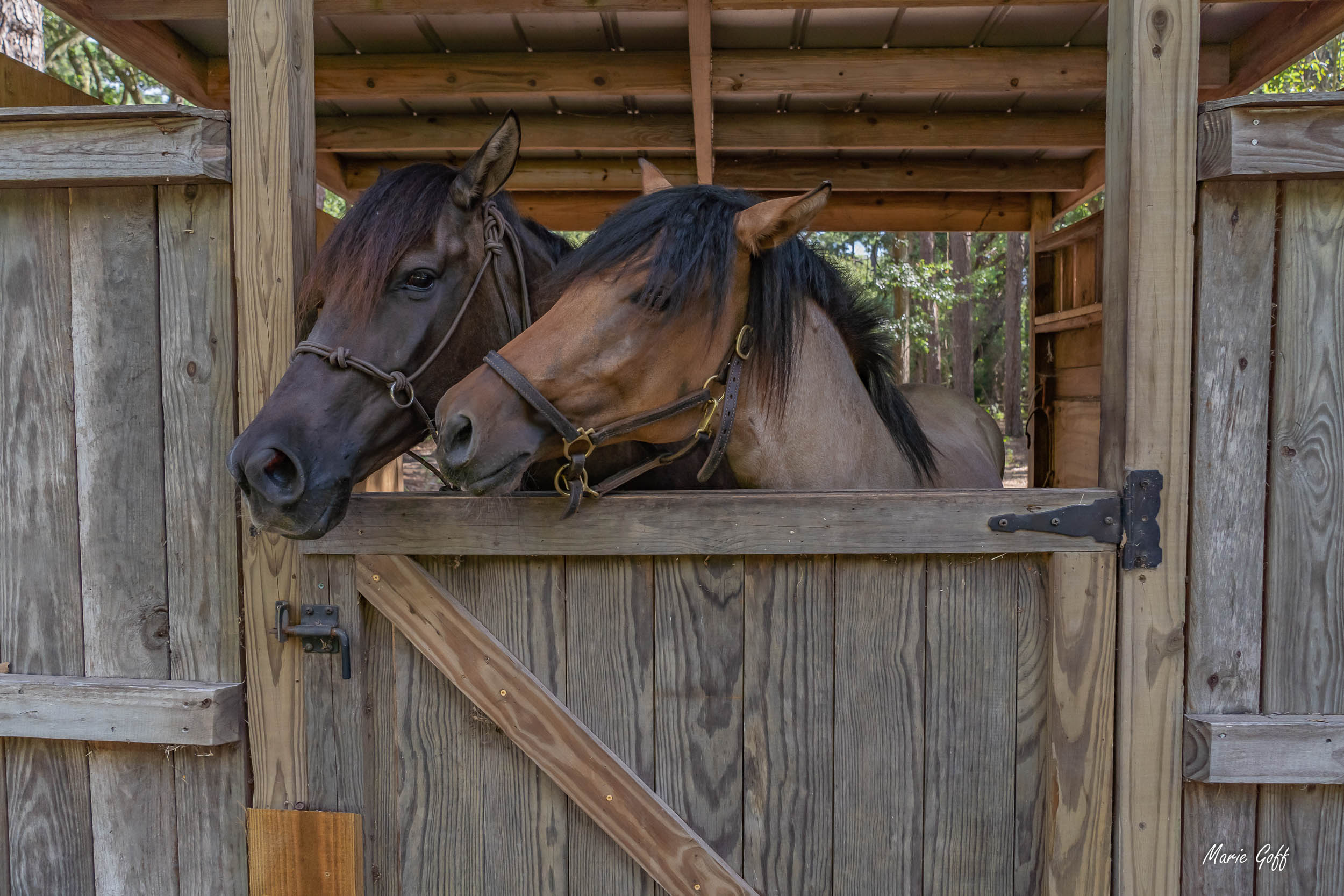 Marsh Tacky horses