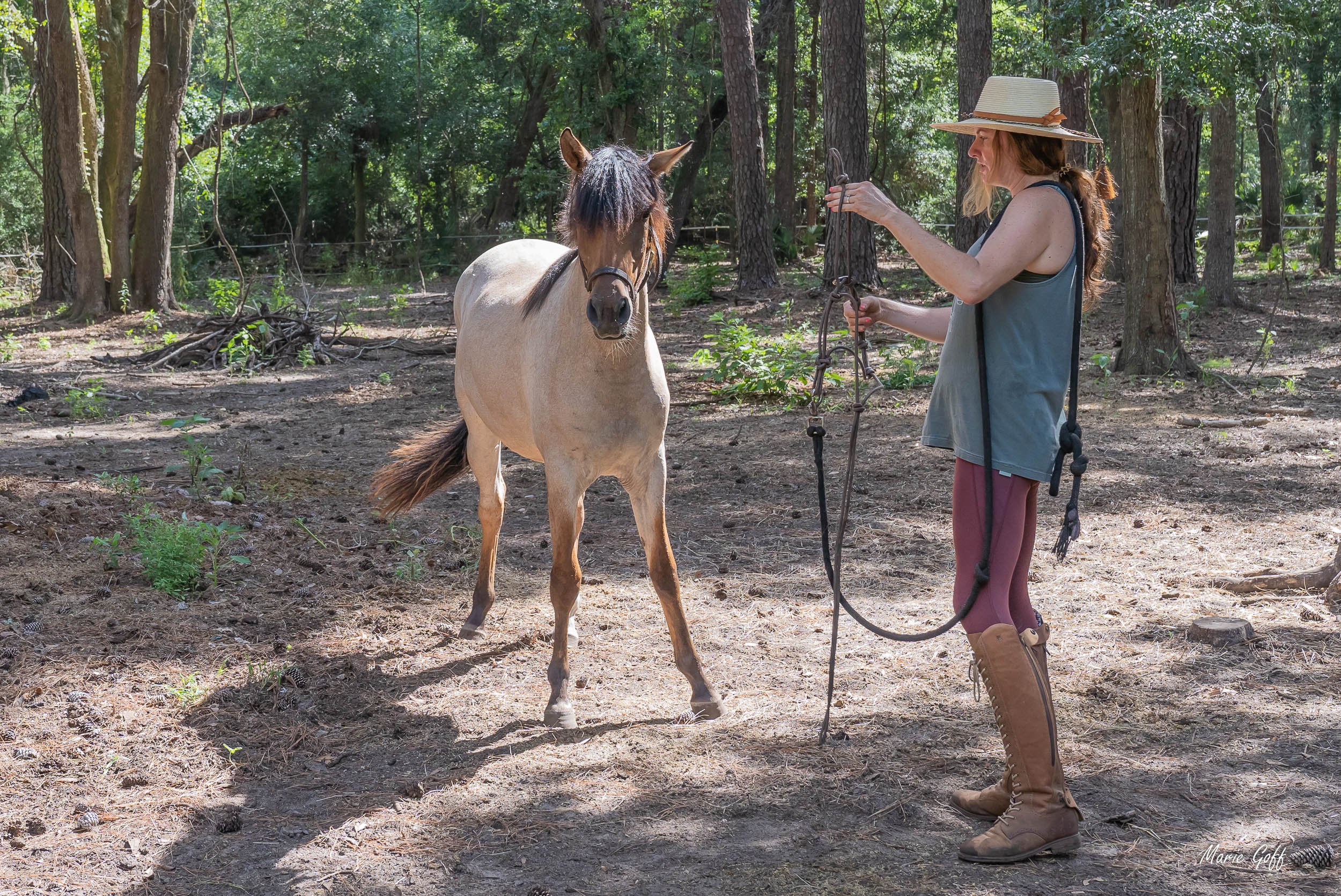 marshe tacky horse