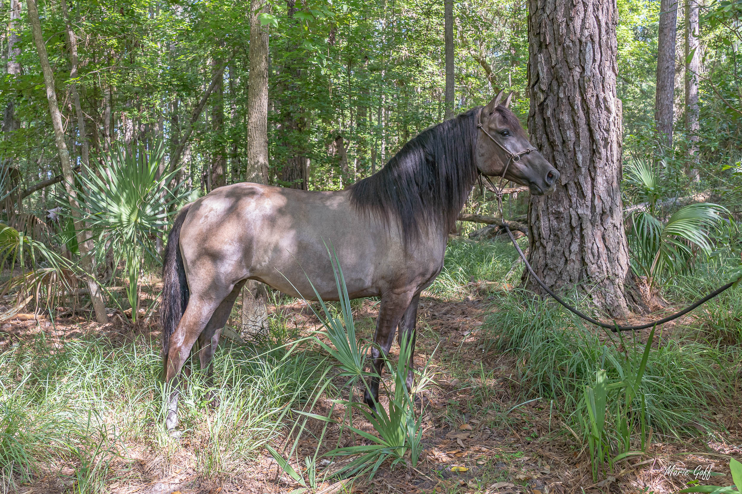 Marsh Tacky horses