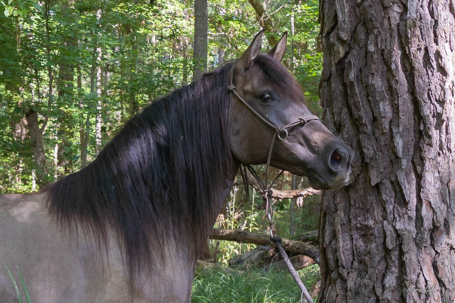 marsh tacky horse