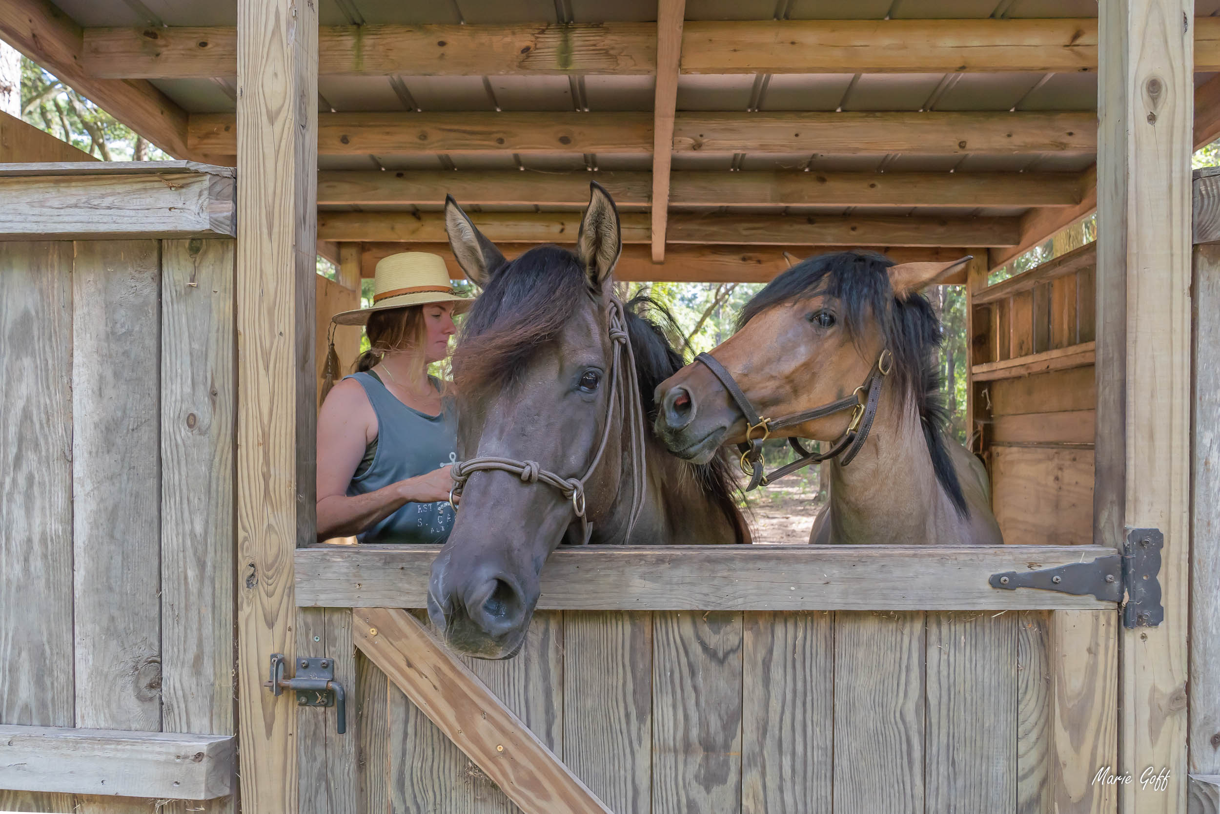 Marsh Tacky horses