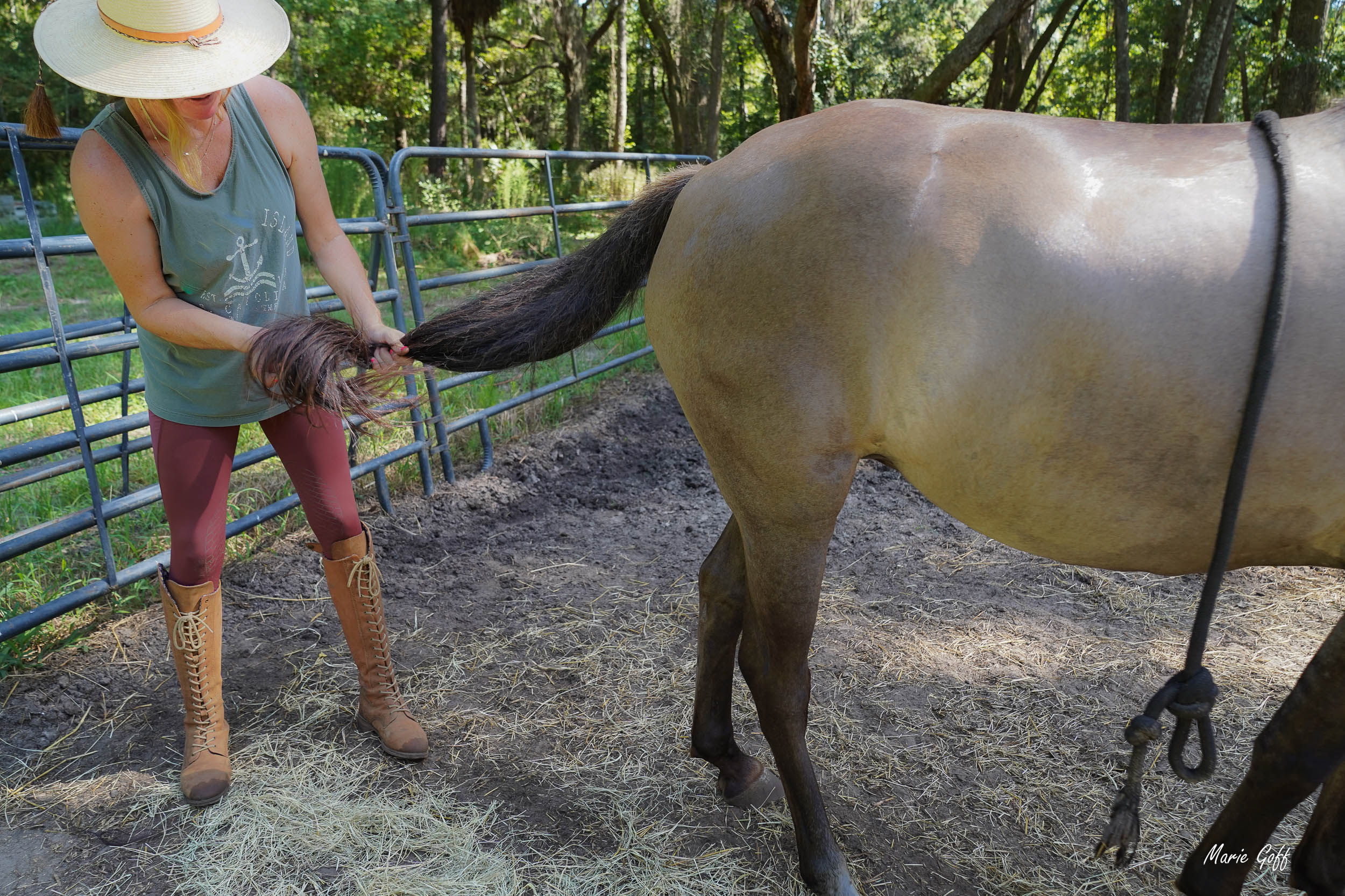 Marsh Tacky Horses