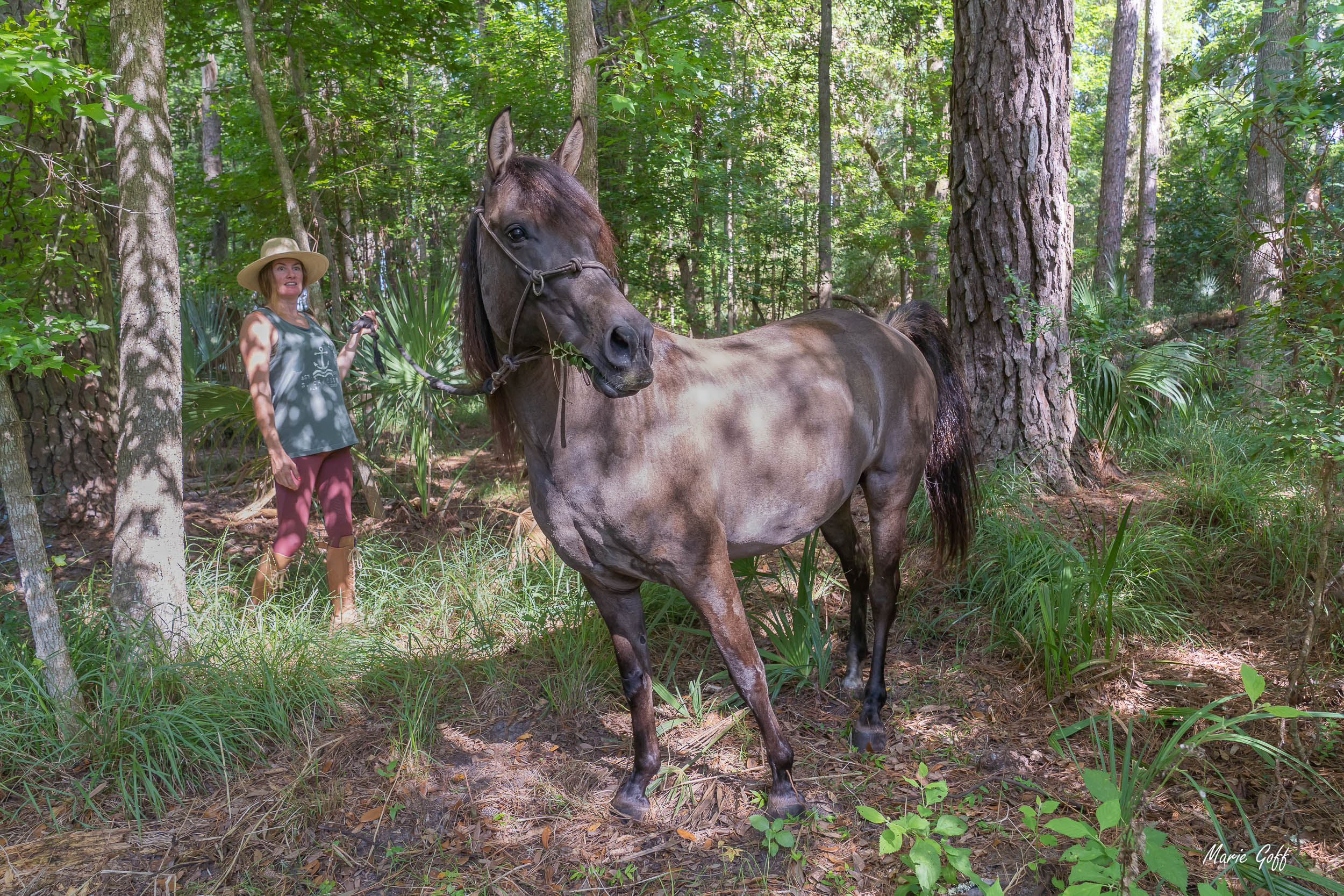 Marsh Tacky horses