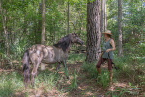 Marsh Tacky horses