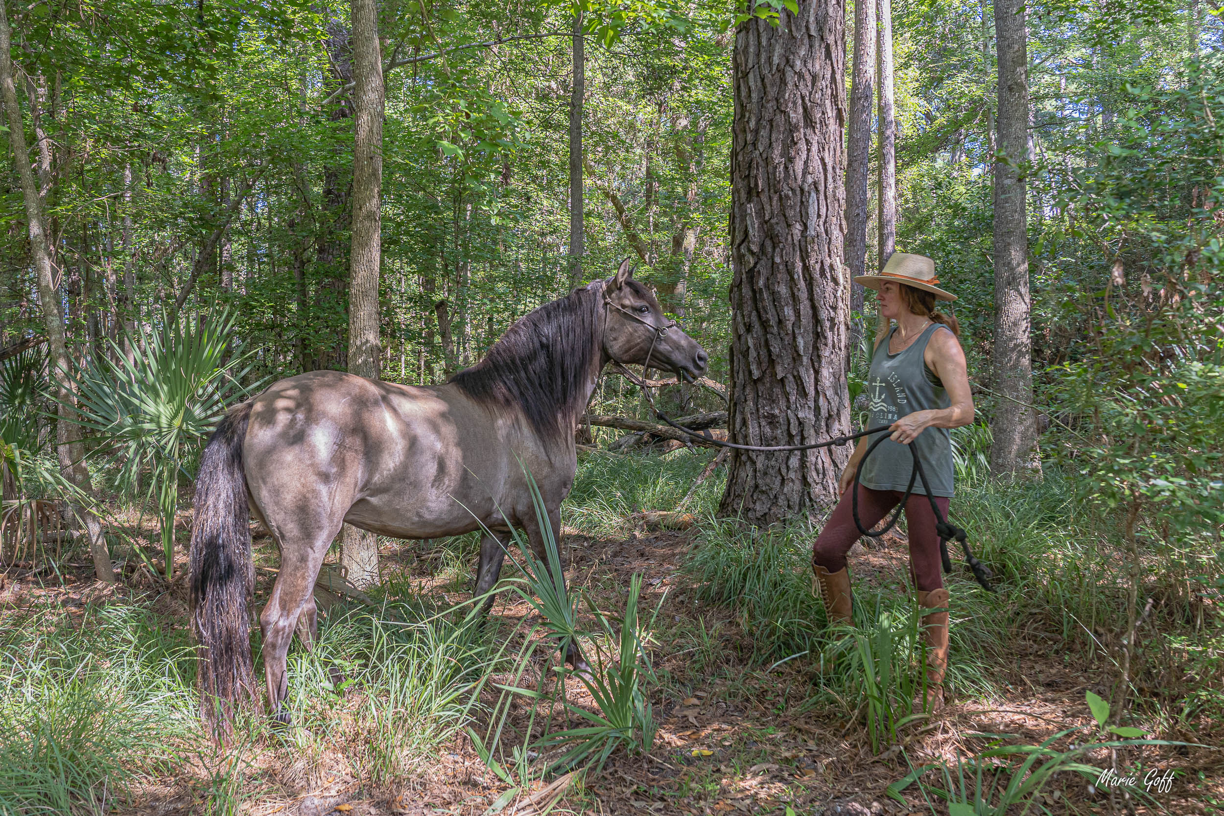 Marsh Tacky horses