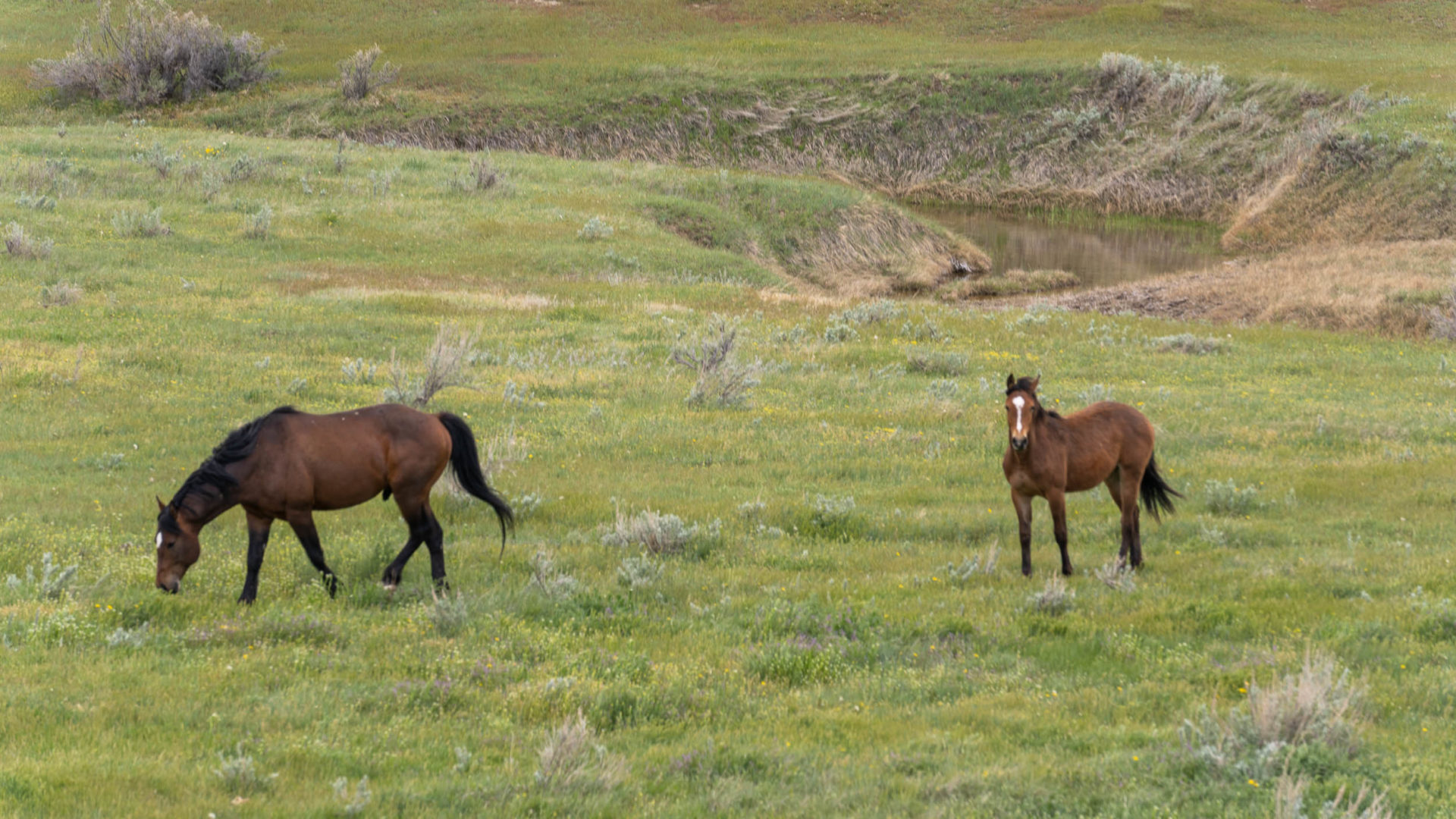 wild horses