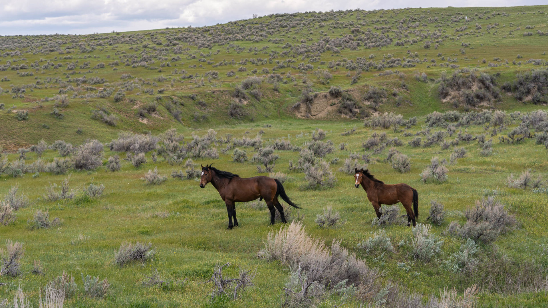 wild horses