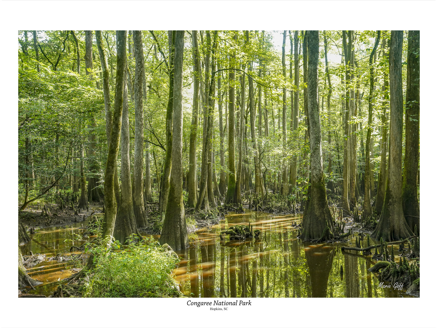 Journey through South Carolina Hopkins