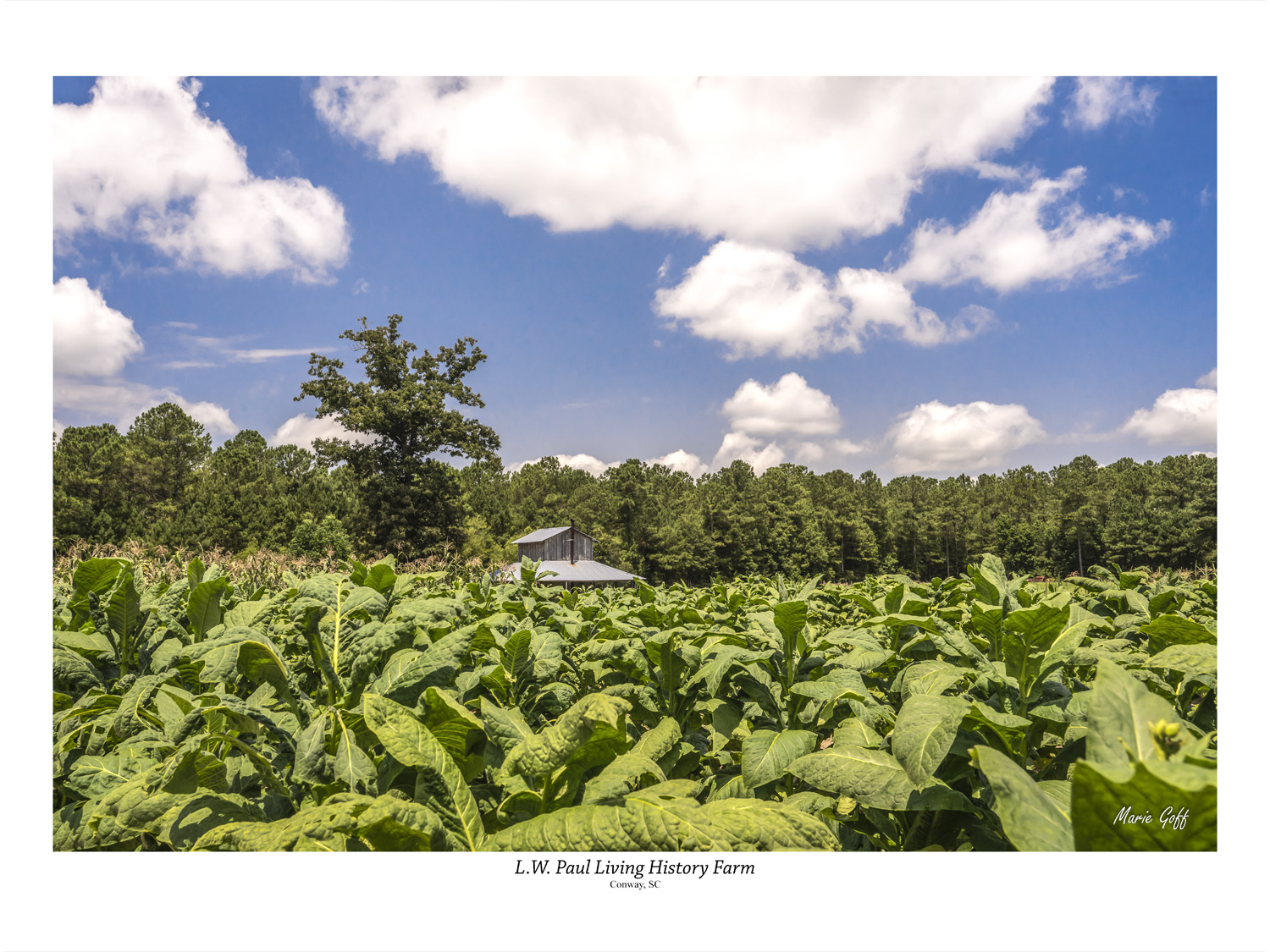 L.W. Paul LIving History Farm in Conway, S.C.