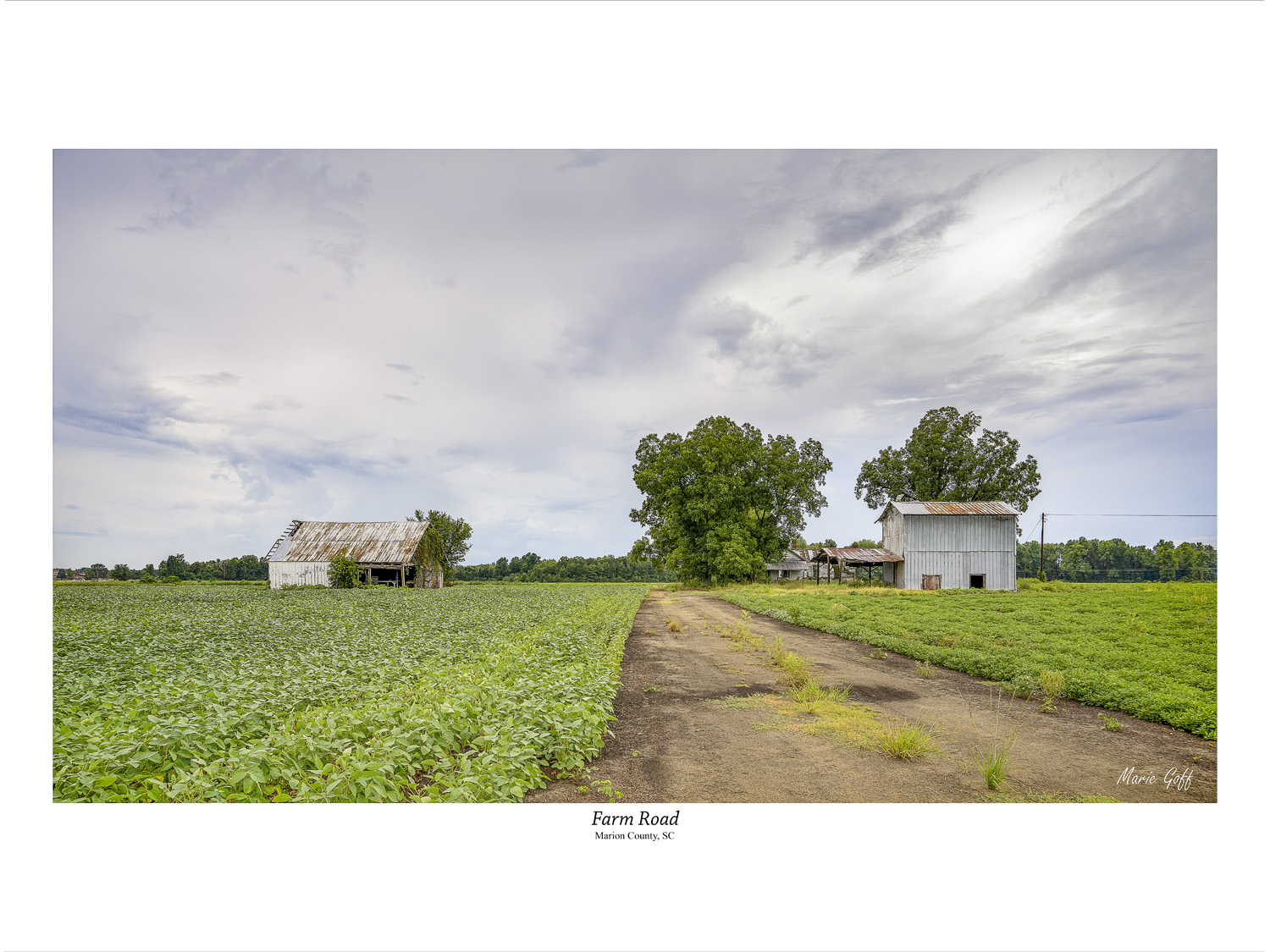 Old tobacco barns in Marion County, S.C.