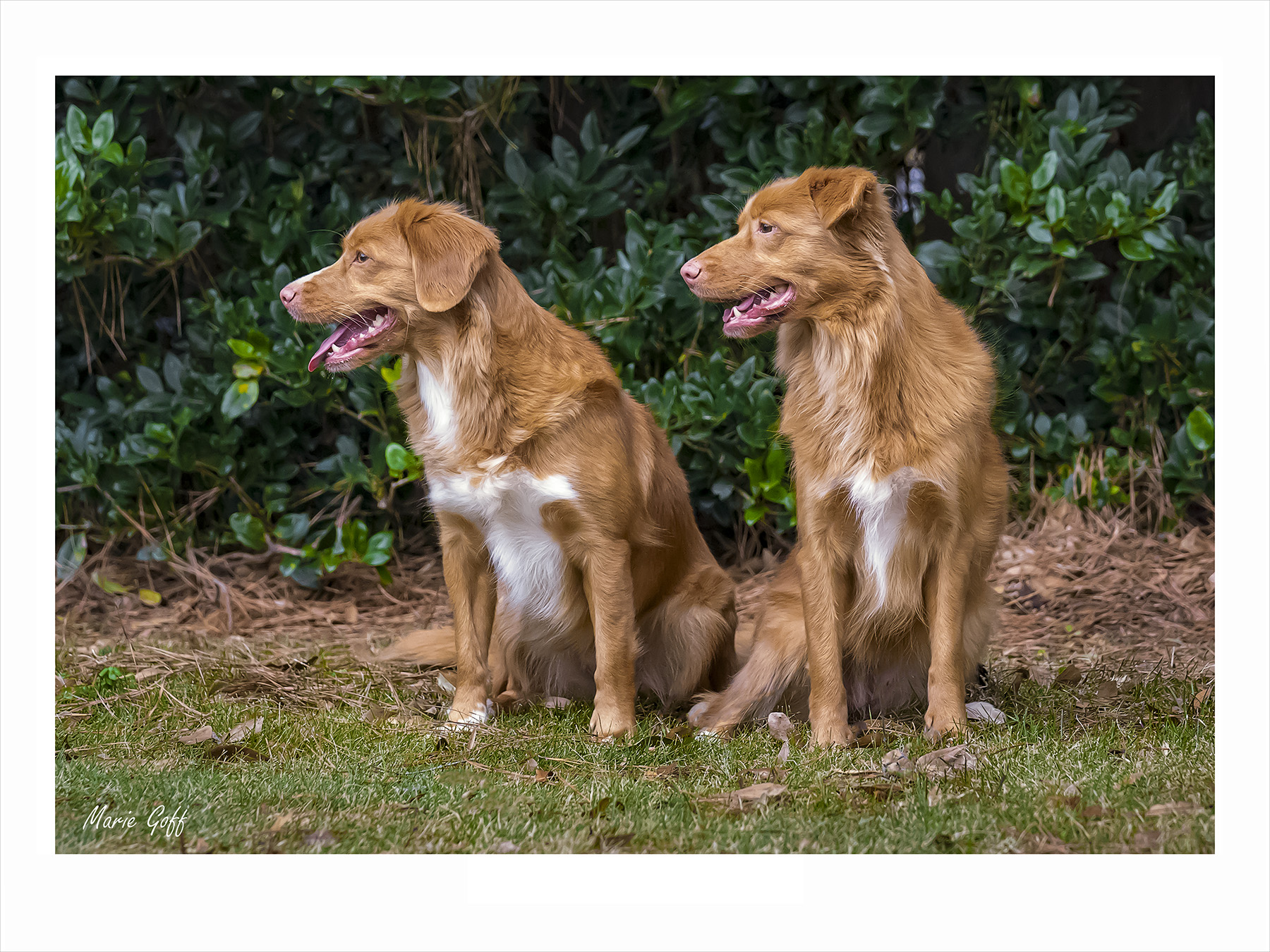 Nova Scotia Duck Tolling Retrievers