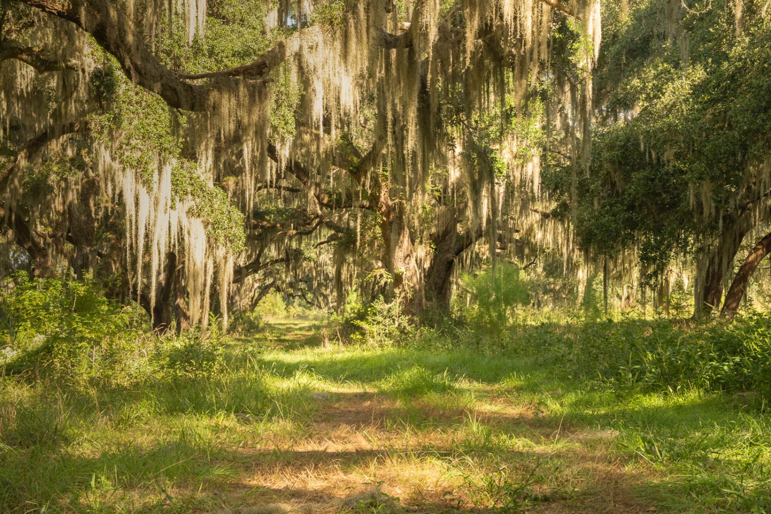 South Carolina Roads