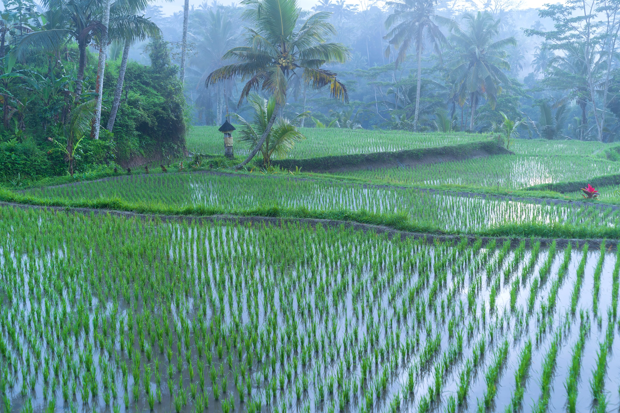 Bali Rice Terraces