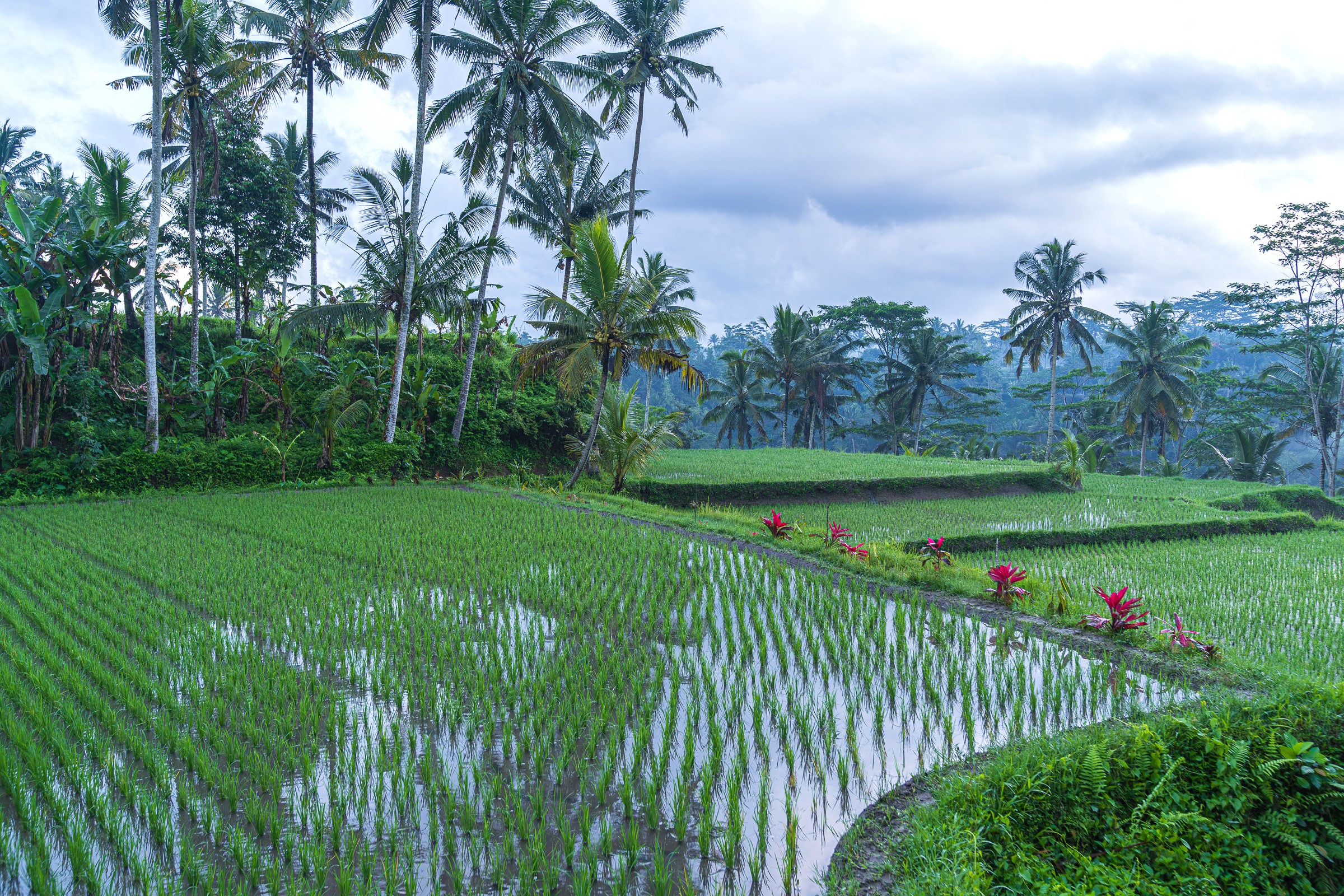 Bali Rice Terraces