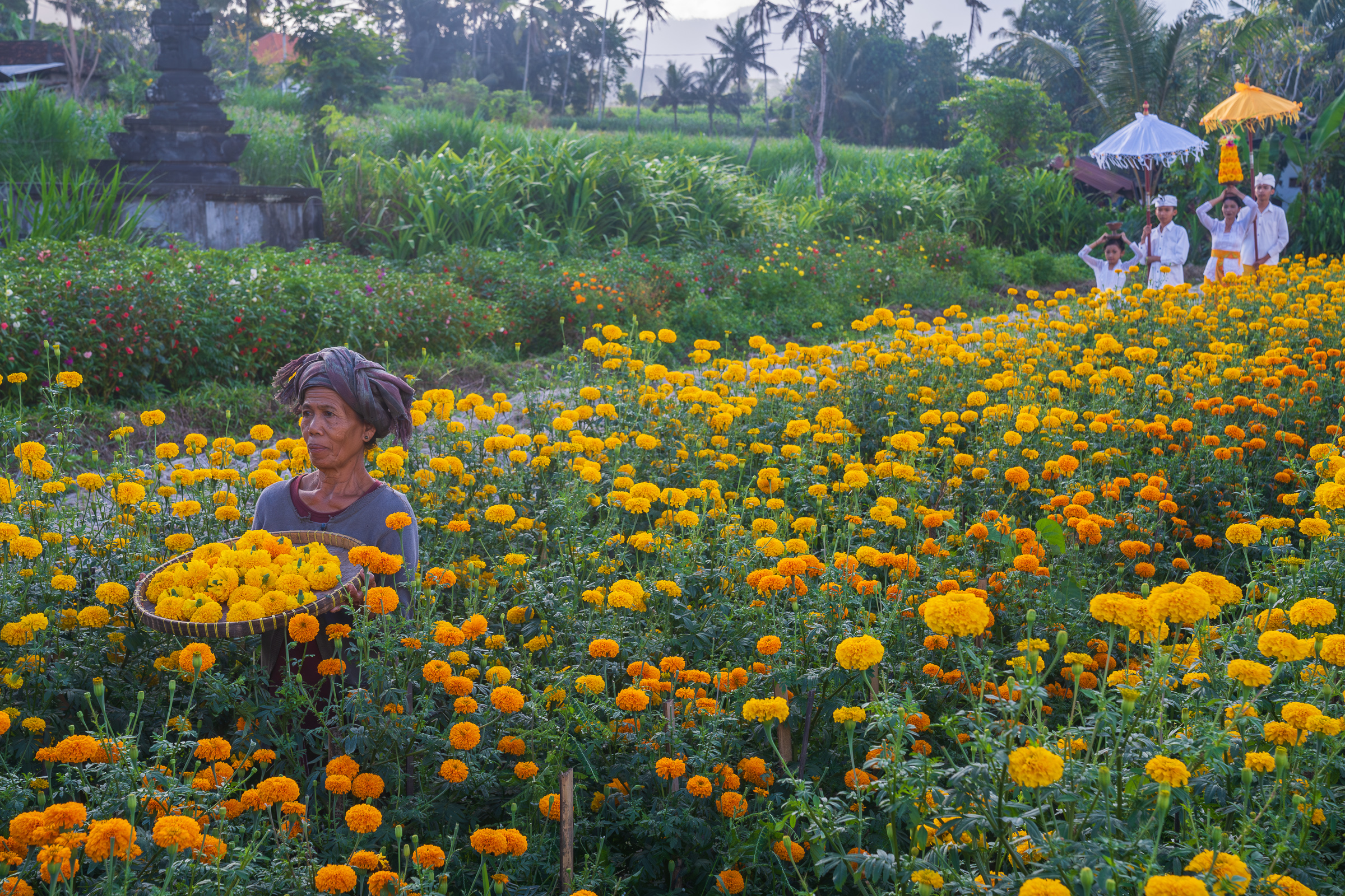 Bali's Beloved Marigolds