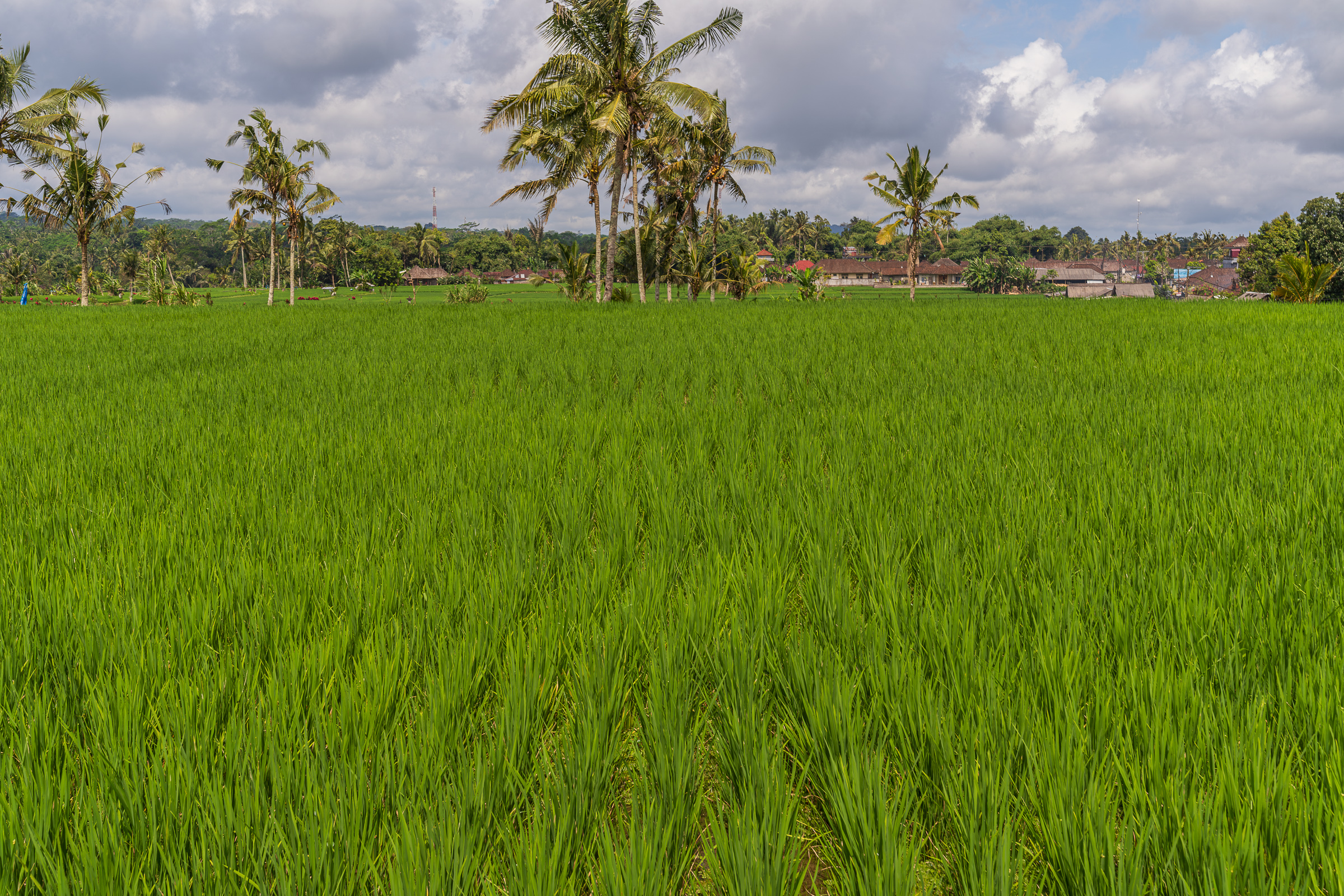 Bali Rice Terraces
