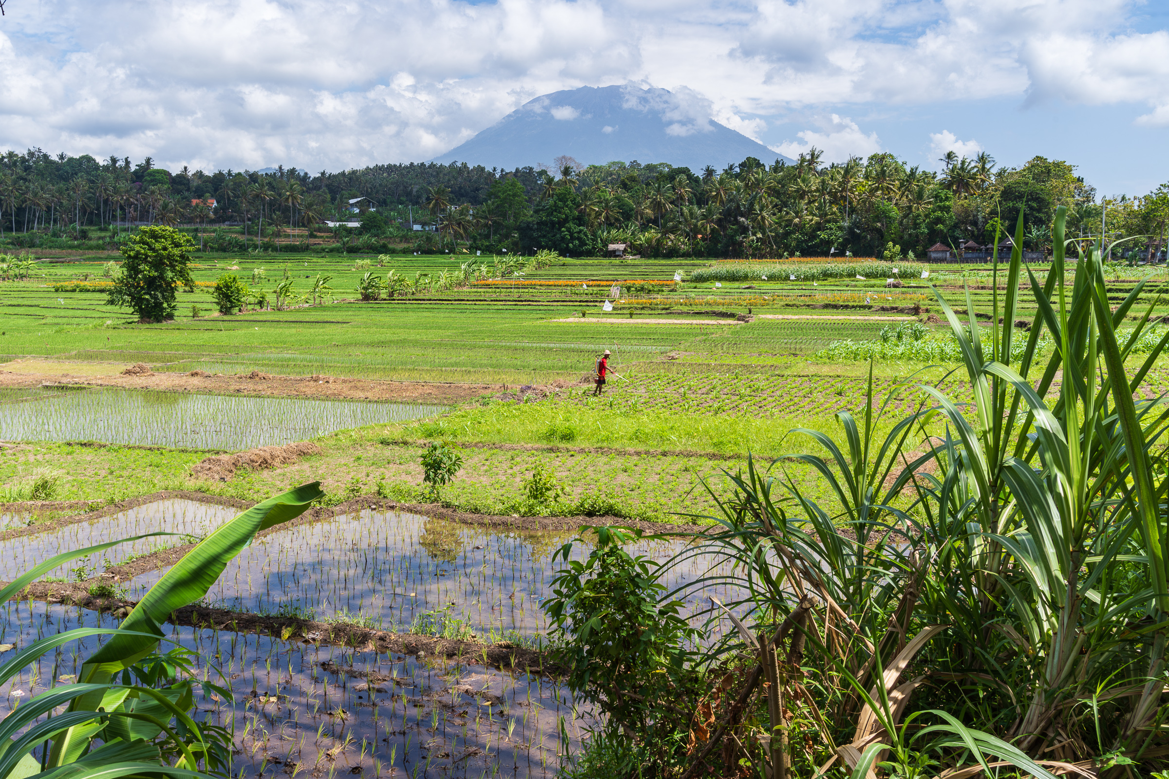 Bali Rice Terraces