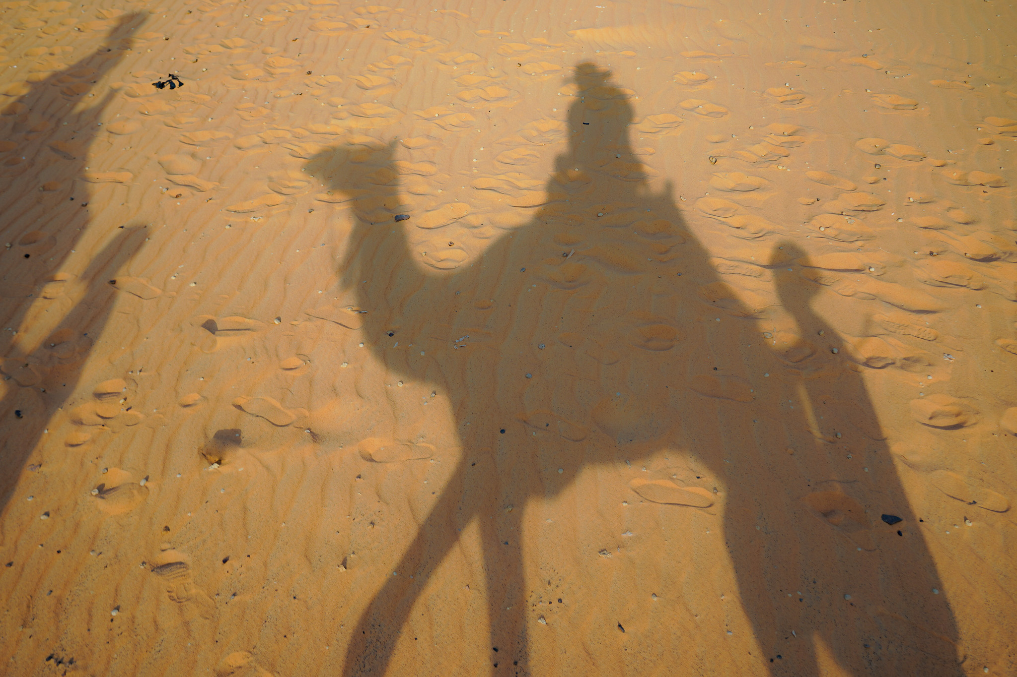 Camel Caravan in Egypt