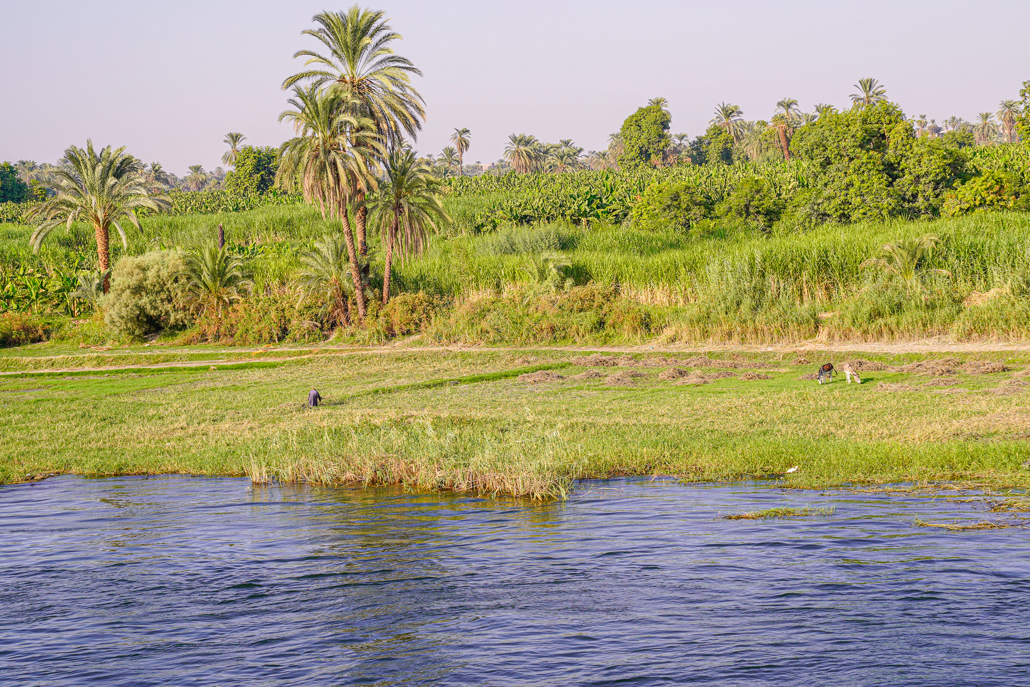 Nile River Cruising