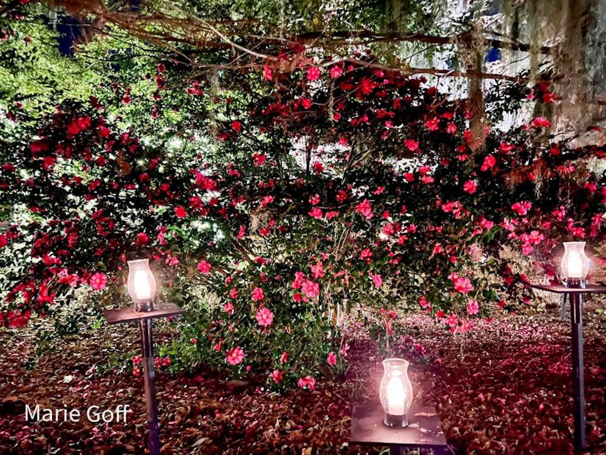 Brookgreen Gardens