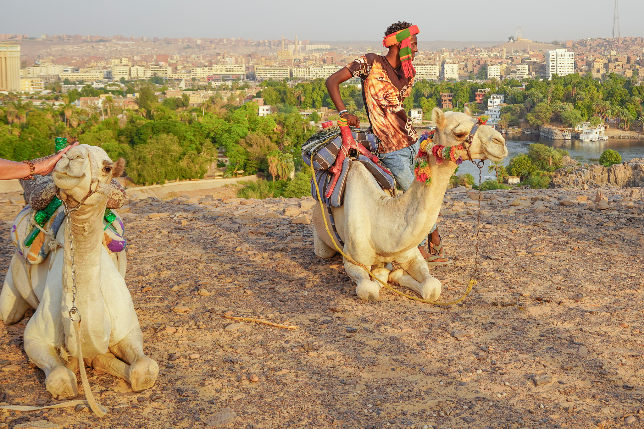 Camel Caravan